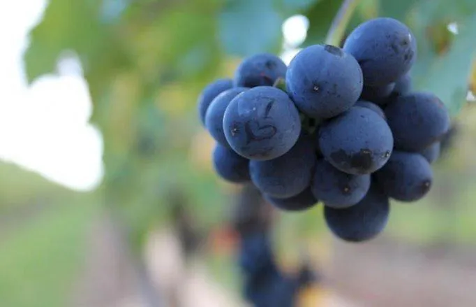 Winzerhotel Kinges-kessel ホテル